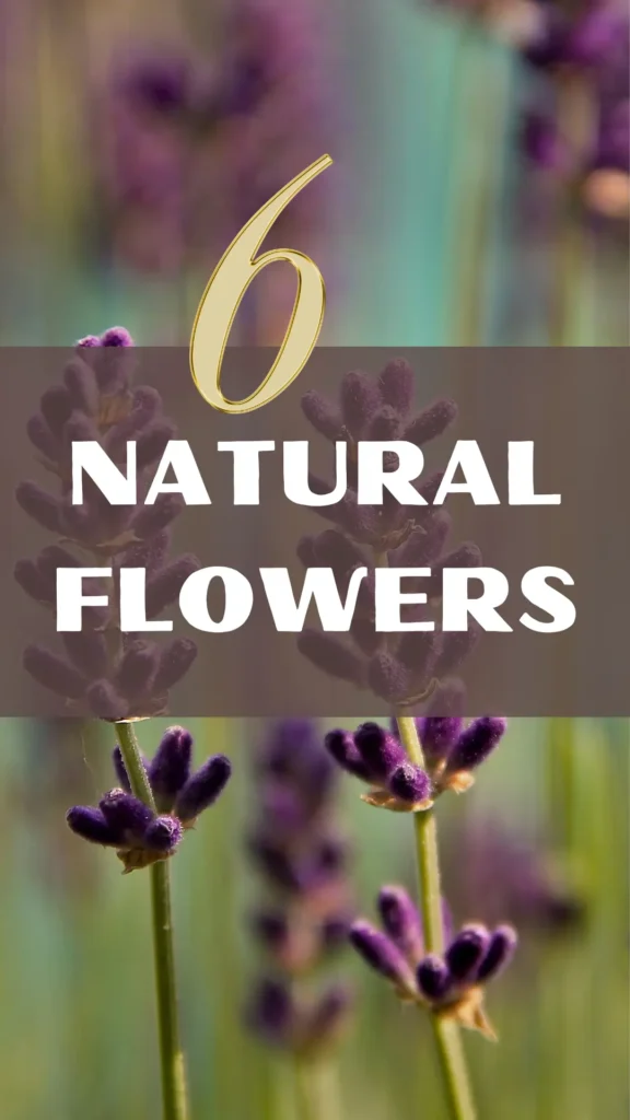 6 Natural Flowers for Decoration: Elevate Your Space with Floral Elegance