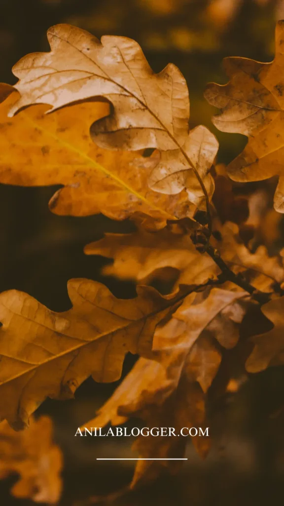 Fall iPhone Wallpapers: Embrace the Autumn Vibes on Your Device!